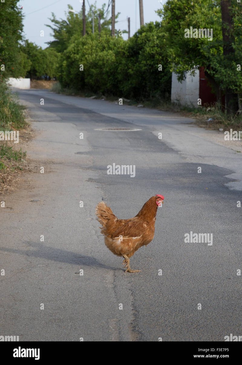 Chicken road online in Spain